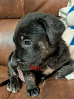 Roy, a male German Shepherd Dog for sale in Fort Smith, AR – 1 of 3