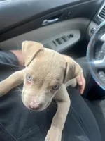 Clover, a female American Pit Bull Terrier for sale in Chase City, VA – Photo 2 of 2