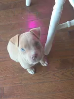 Clover, a female American Pit Bull Terrier for sale in Chase City, VA – Photo 1 of 2