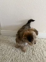 Kiki, a female Morkie for sale in Irvine, CA – 3 of 6