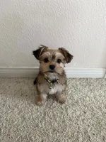 Kiki, a female Morkie for sale in Irvine, CA – 1 of 6