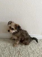Kiki, a female Morkie for sale in Irvine, CA – 5 of 6