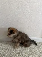 Kiki, a female Morkie for sale in Irvine, CA – 4 of 7