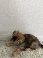 Kiki, a female Morkie for sale in Irvine, CA – 3 of 7