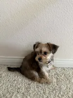 Kiki, a female Morkie for sale in Irvine, CA – 7 of 7