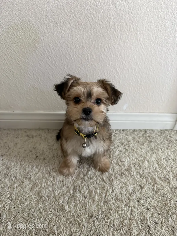 Kiki – Morkie puppy for sale in Irvine, CA