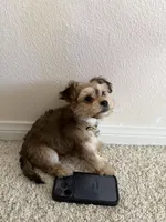 Kiki, a female Morkie for sale in Irvine, CA – 2 of 6