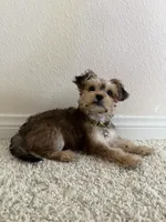 Kiki, a female Morkie for sale in Irvine, CA – 4 of 6