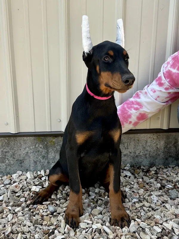 Bridget  – Doberman Pinscher puppy for sale in Reeds Spring, MO