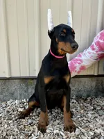 Bridget , a female Doberman Pinscher for sale in Reeds Spring, MO – 1 of 2