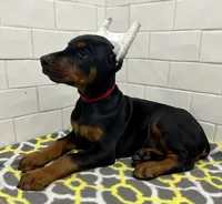 Grayson , a male Doberman Pinscher for sale in Reeds Spring, MO – 4 of 4