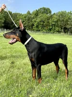 Edgar, a male Doberman Pinscher for sale in Reeds Spring, MO – Photo 3 of 5