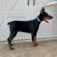 Edgar, a male Doberman Pinscher for sale in Reeds Spring, MO – Photo 5 of 5