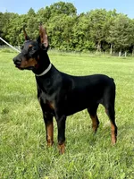 Edgar, a male Doberman Pinscher for sale in Reeds Spring, MO – Photo 4 of 5