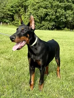 Edgar, a male Doberman Pinscher for sale in Reeds Spring, MO – Photo 1 of 5