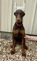 Polly, a female Doberman Pinscher for sale in Reeds Spring, MO – 2 of 4