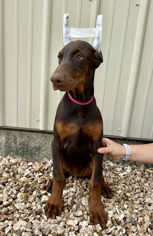 Polly – Doberman Pinscher puppy for sale in Reeds Spring, MO