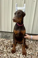 Polly, a female Doberman Pinscher for sale in Reeds Spring, MO – 1 of 4
