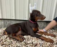 Polly, a female Doberman Pinscher for sale in Reeds Spring, MO – 4 of 4