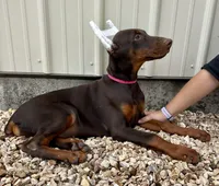Polly, a female Doberman Pinscher for sale in Reeds Spring, MO – 3 of 4
