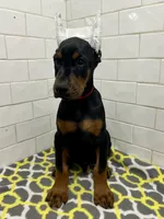 Grayson , a male Doberman Pinscher for sale in Reeds Spring, MO – 3 of 4