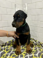 Duke , a male Doberman Pinscher for sale in Reeds Spring, MO – 3 of 3