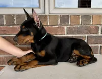 Salem, a male Doberman Pinscher for sale in Reeds Spring, MO – Photo 3 of 4