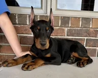 Salem, a male Doberman Pinscher for sale in Reeds Spring, MO – Photo 2 of 4