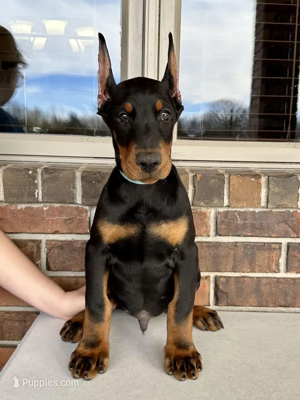 Salem, a male Doberman Pinscher for sale in Reeds Spring, MO – Photo 1 of 4
