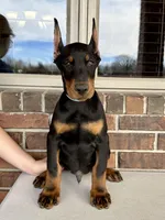 Salem, a male Doberman Pinscher for sale in Reeds Spring, MO – Photo 1 of 4