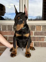 Salem, a male Doberman Pinscher for sale in Reeds Spring, MO – Photo 4 of 4