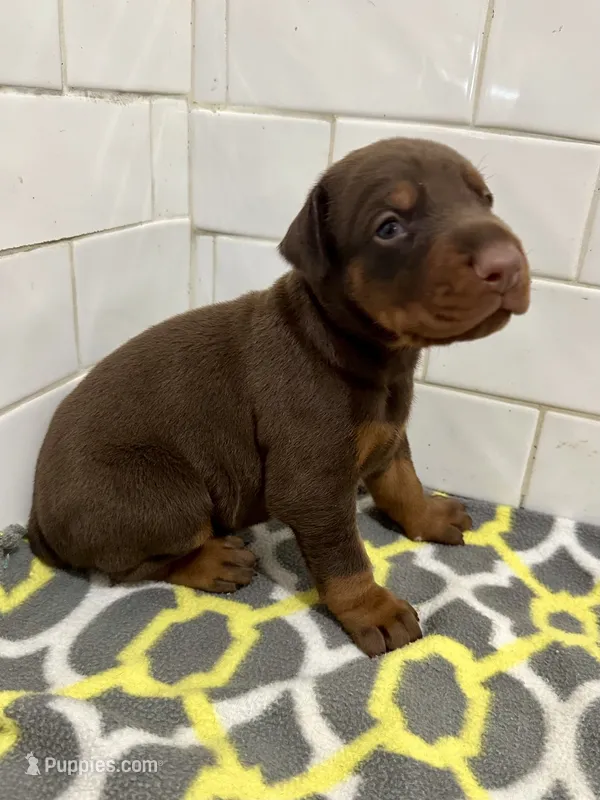 Zak  – Doberman Pinscher puppy for sale in Reeds Spring, MO
