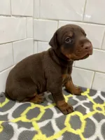 Zak , a male Doberman Pinscher for sale in Reeds Spring, MO – 1 of 2