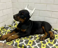 Duke , a male Doberman Pinscher for sale in Reeds Spring, MO – 1 of 3