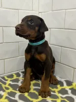 Zak , a male Doberman Pinscher for sale in Reeds Spring, MO – 2 of 4