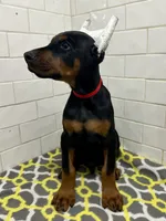 Grayson , a male Doberman Pinscher for sale in Reeds Spring, MO – 2 of 4