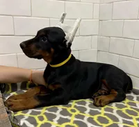 Sydney , a female Doberman Pinscher for sale in Reeds Spring, MO – Photo 3 of 5