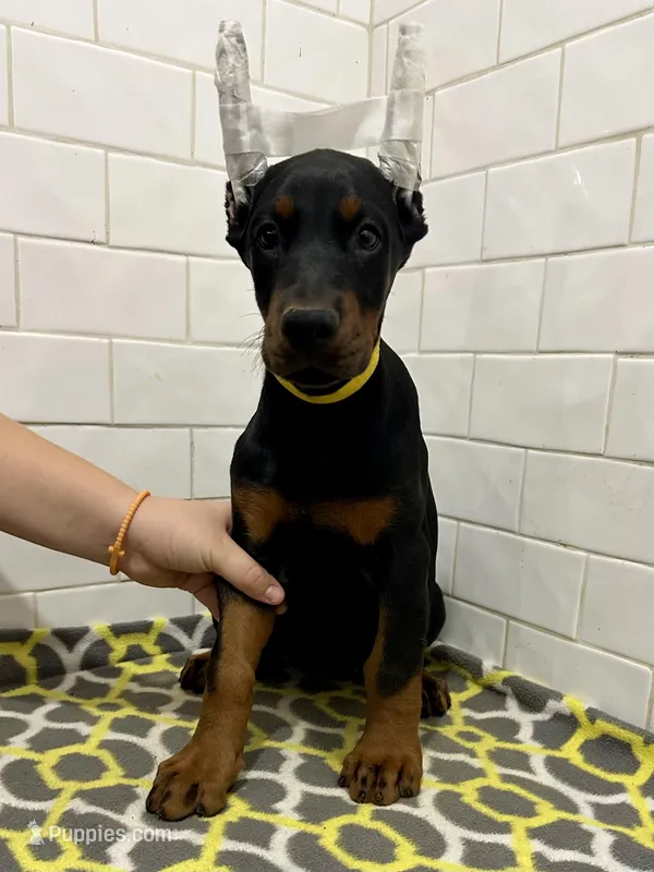 Sydney  – Doberman Pinscher puppy for sale in Reeds Spring, MO