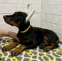 Sydney , a female Doberman Pinscher for sale in Reeds Spring, MO – Photo 4 of 5