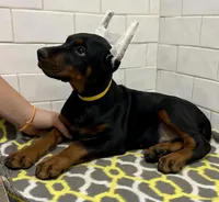 Sydney , a female Doberman Pinscher for sale in Reeds Spring, MO – Photo 2 of 5