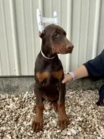 Piper , a female Doberman Pinscher for sale in Reeds Spring, MO – 2 of 5
