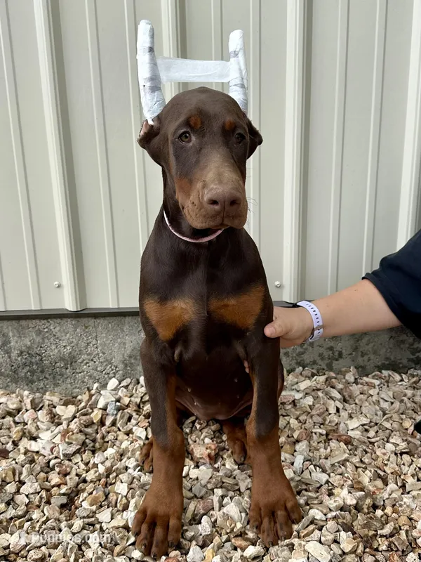 Piper  – Doberman Pinscher puppy for sale in Reeds Spring, MO