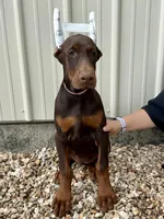 Piper , a female Doberman Pinscher for sale in Reeds Spring, MO – 1 of 5
