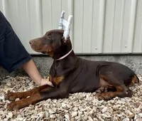 Piper , a female Doberman Pinscher for sale in Reeds Spring, MO – 4 of 5