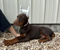 Piper , a female Doberman Pinscher for sale in Reeds Spring, MO – 3 of 5