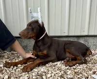 Piper , a female Doberman Pinscher for sale in Reeds Spring, MO – 5 of 5
