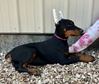 Bridget , a female Doberman Pinscher for sale in Reeds Spring, MO – 2 of 2