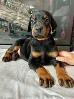 Diego , a male Doberman Pinscher for sale in Reeds Spring, MO – 3 of 3