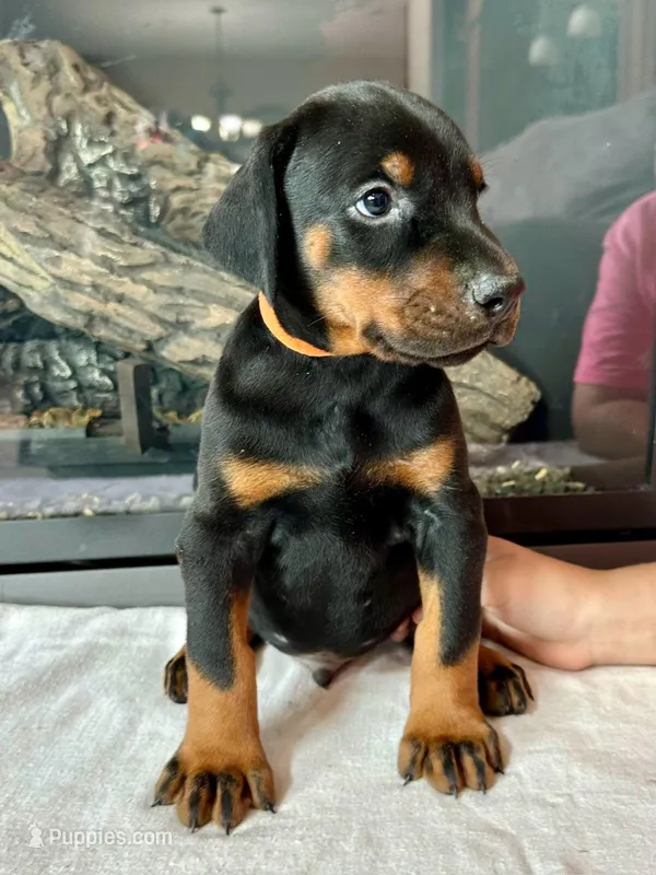Diego  – Doberman Pinscher puppy for sale in Reeds Spring, MO