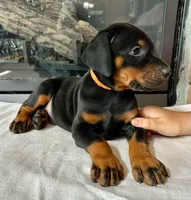 Diego , a male Doberman Pinscher for sale in Reeds Spring, MO – 2 of 3